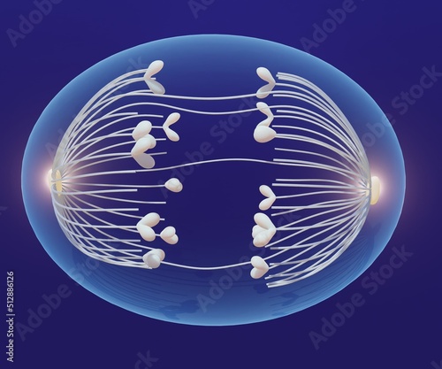 A cell during anaphase. astral microtubules generate forces that stretch the cell into an oval 3d rendering photo