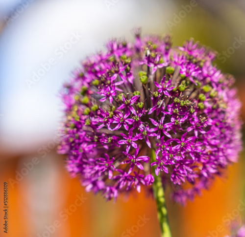 Beautiful purple flowers Allium giganteum  cultivar Globemaster.