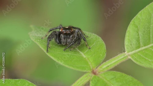 Male Colonus sylvanus jumping spider on a leaf, then moving under it to hide photo