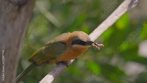 This slow motion video shows a wild white-fronted bee-eater (Merops bullockoides) bird dropping a cricket and then catching it in mid air. photo
