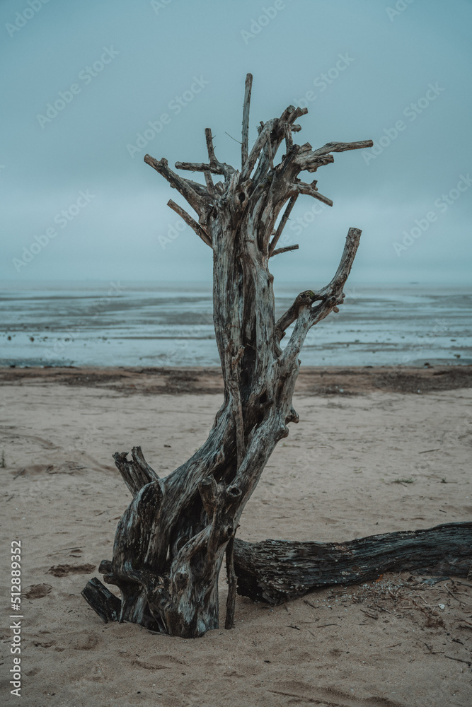 dead tree on the beach