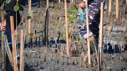 Volunteers join together and plant young tree in deep mud in mangrove reforestation project on June 26, 2022 in Tarakan, Indonesia. photo