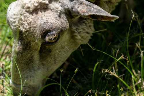 Obejas pastando en una reserva natural