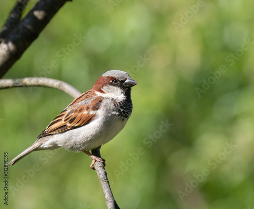An adult male House Sparrow on a branch with green background © kburgess