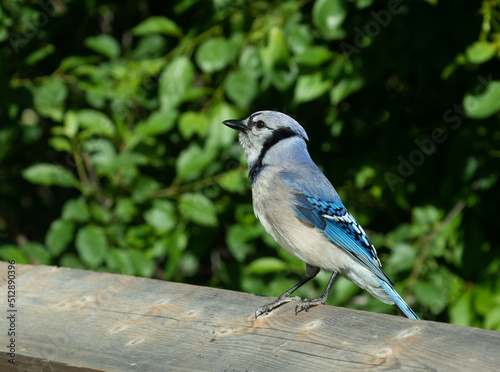 A beautiful adult Blue Jay on a wooden railing with leafy background