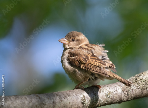 Fototapete Fledgling sparrow on a branch with nature background