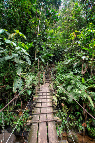 Wooden bridge in the Ecuadorian subtropics
