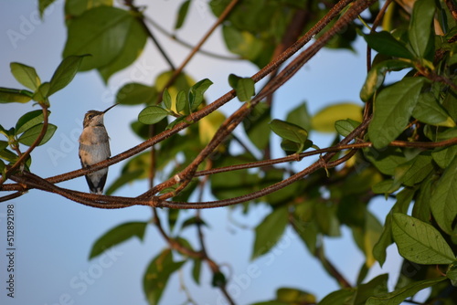 Hummingbird at sunset