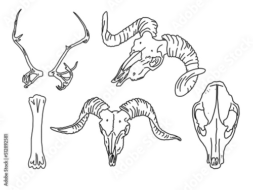 Graphical set. animal skulls linear art.