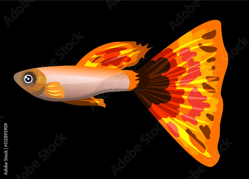 Gold guppy fish