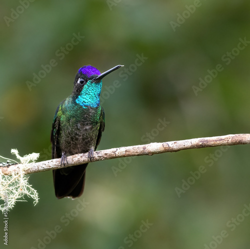 Talamancan hummingbird on a branch in Costa Rica photo