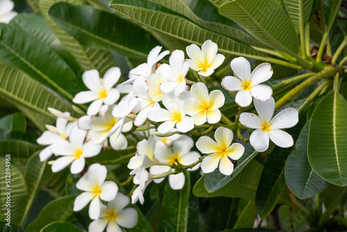 White Frangipani flower Plumeria alba with green leaves