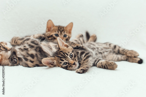 Three cute bengal kittens laying on a furry white blanket. © Smile