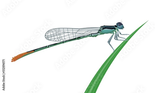 Vector illustration, Damselfly or Zygoptera, perched on the grass, isolated on a white background.