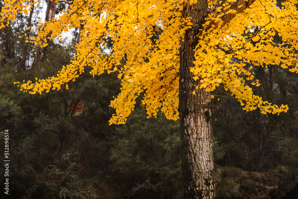 autumn leaves on a gingko tree autumn leaves on a gingko tree