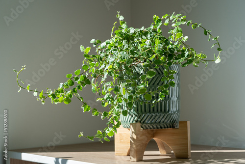 Fotografie Creeping green fresh Ficus Pumila plant in ceramic planter at home, sunlight