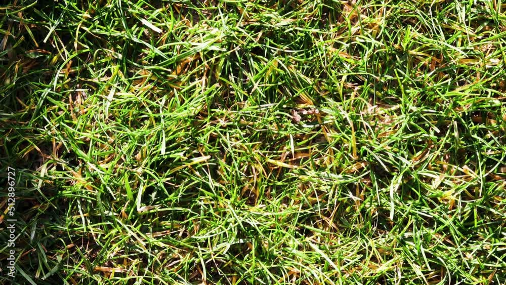 green grass on perfect backyard lawn under direct sunshine green grass on perfect backyard lawn under direct sunshine