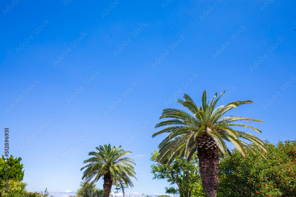 青空とヤシの木　Palm tree