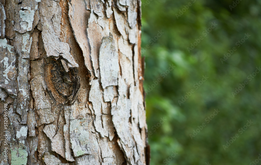 Closeup of tree trunk, full frame shoot - stock photo