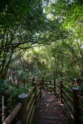 boardwalk to dense forest