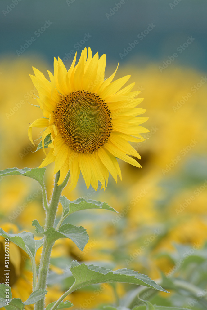 Fototapeta premium 力強いヒマワリ