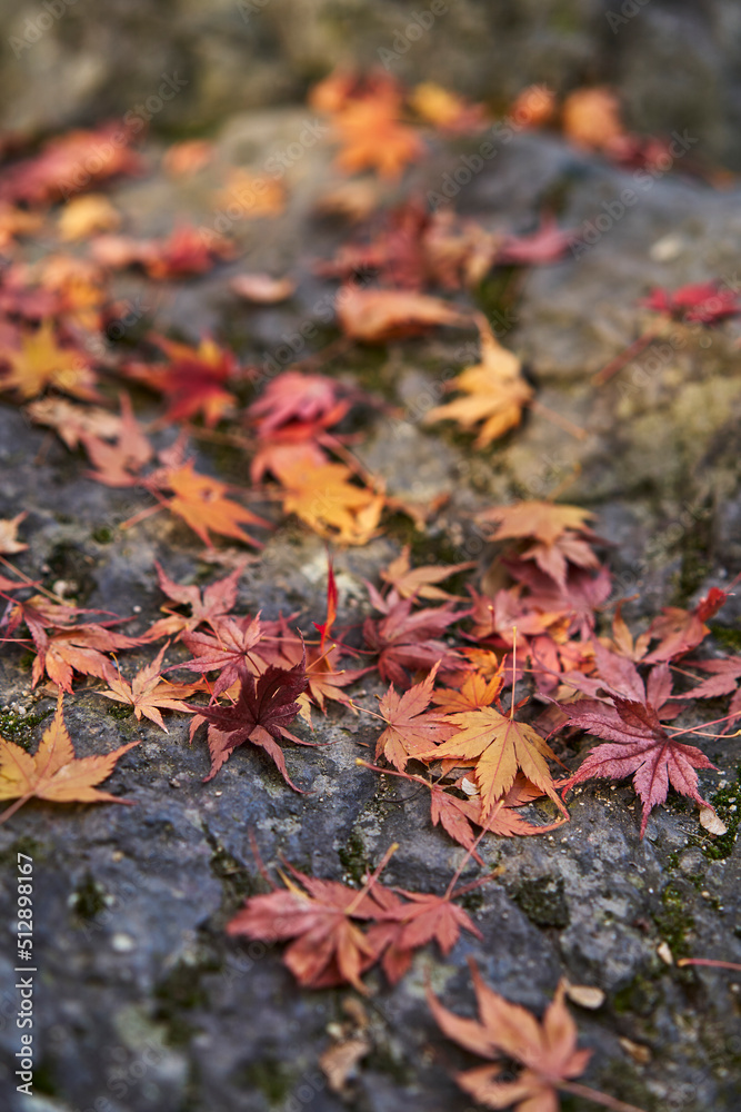 Autumn Leaves In a Park In Japan Autumn Leaves In a Park In Japan