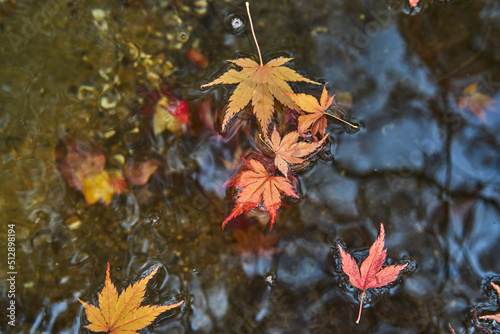 Autumn Leaves In a Park In Japan