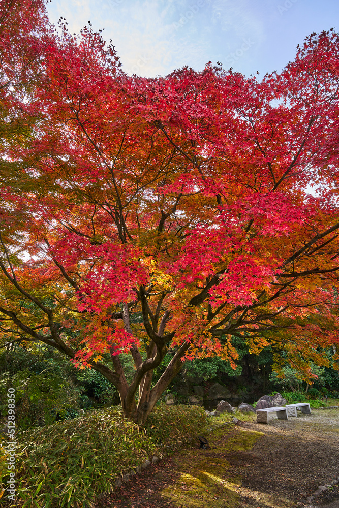 Autumn Leaves In a Park In Japan