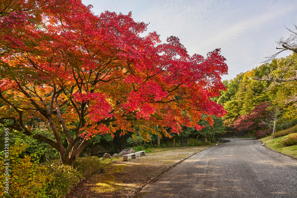 Naklejka premium Autumn Leaves In a Park In Japan