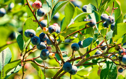 A close up of blueberries ripening on the bush.