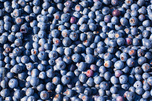 A close up of freshly picked blueberries in a container.
