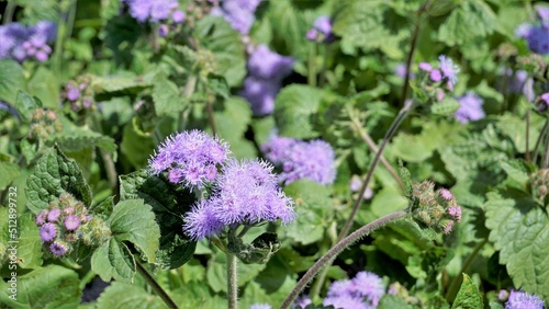 Beautiful flowers of Ageratum houstonianum also known as Bluemink, Mexican ageratum, Flossflower, Blue billygoatweed photo