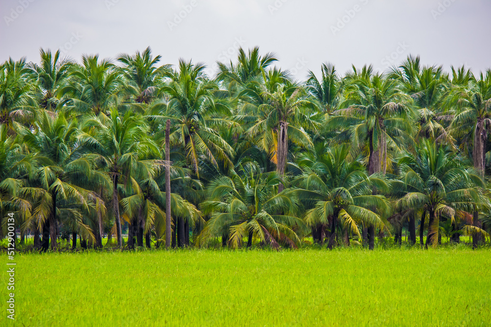 Fototapeta premium reenery rice fields with coconut trees in the background in countryside of Thailand. Rice fields with coconut trees in the distance in countryside of Thailand. Beautiful landscape of coconut trees and