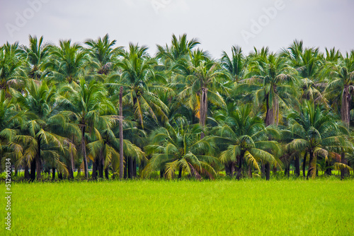 reenery rice fields with coconut trees in the background in countryside of Thailand.
Rice fields with coconut trees in the distance in countryside of Thailand.
Beautiful landscape of coconut trees and