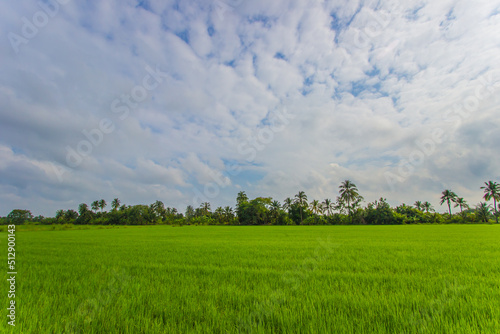 Rice fields with coconut trees in the distance in countryside of Thailand. 