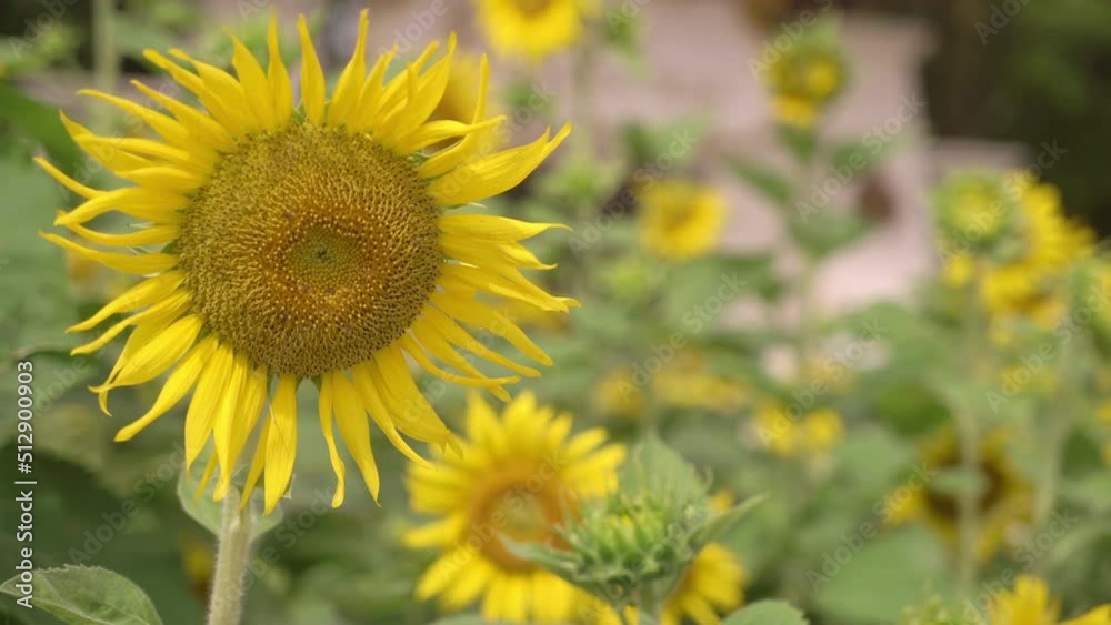 Flower and plant video Closeup sunflower by macro lens high detail Nature video concept Flower and plant video Closeup sunflower by macro lens high detail Nature video concept