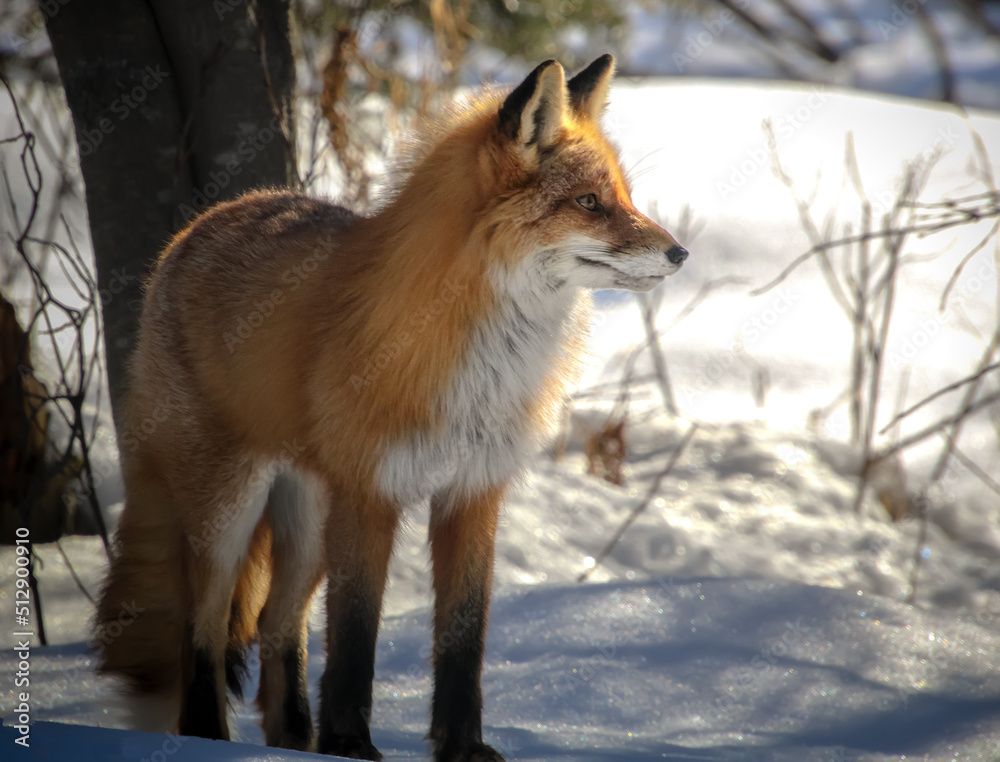 foxy