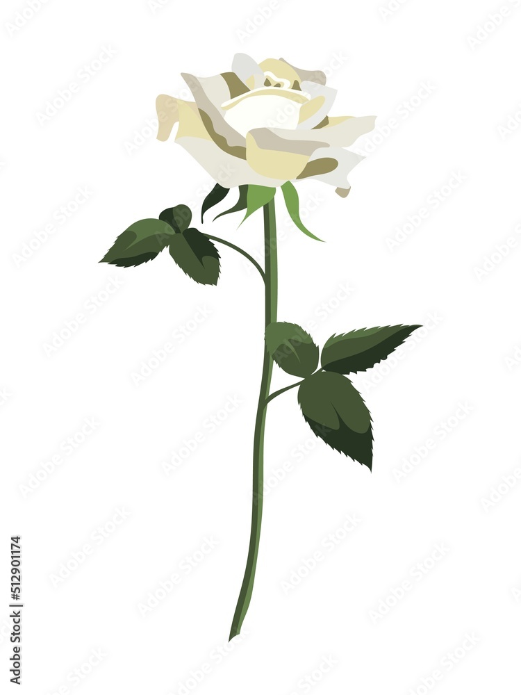 Obraz premium Single lush white rose flower with leaves, isolated on white background