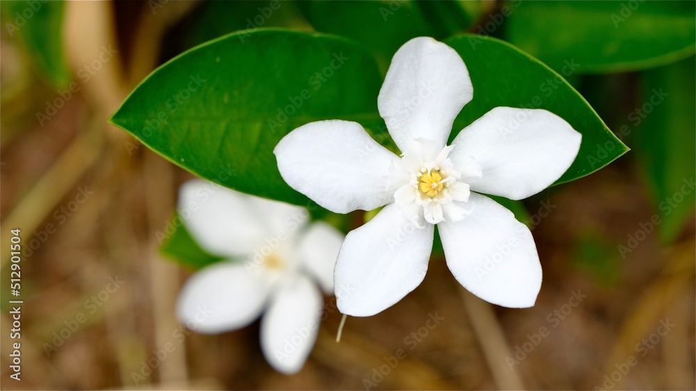 Obraz premium Selective focus wrightia antidysenterica, the coral swirl or tellicherry bark blossom in summer.