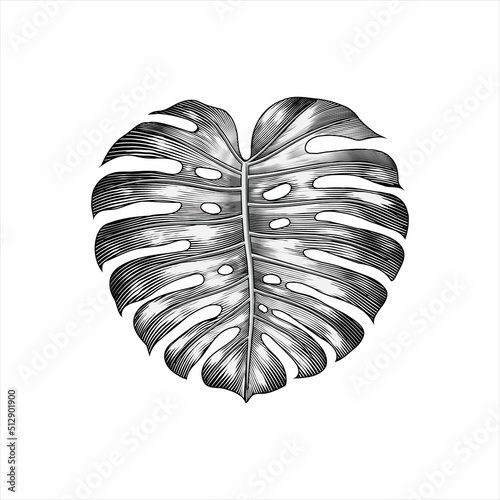 Botanical leaf hand drawing vintage style black and white clip art isolated on white background.