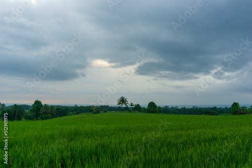 Panoramic view of the countryside with green and cloudy rice fields in the Indonesian tropical season