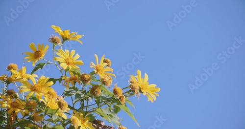 Yellow blooming Mexican sunflower under blue sky on winter season in the Northern of Thailand. Close up of 