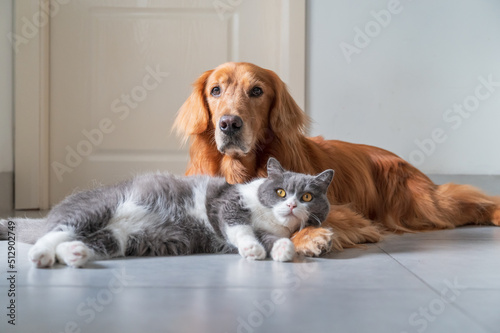 Golden Retriever and British Shorthair are friendly