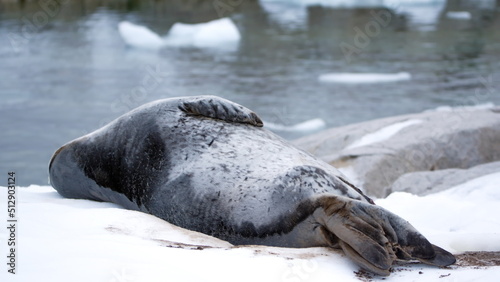 Weddell seal (Leptonychotes weddellii) lying in the snow at Portal Point, Antarctica