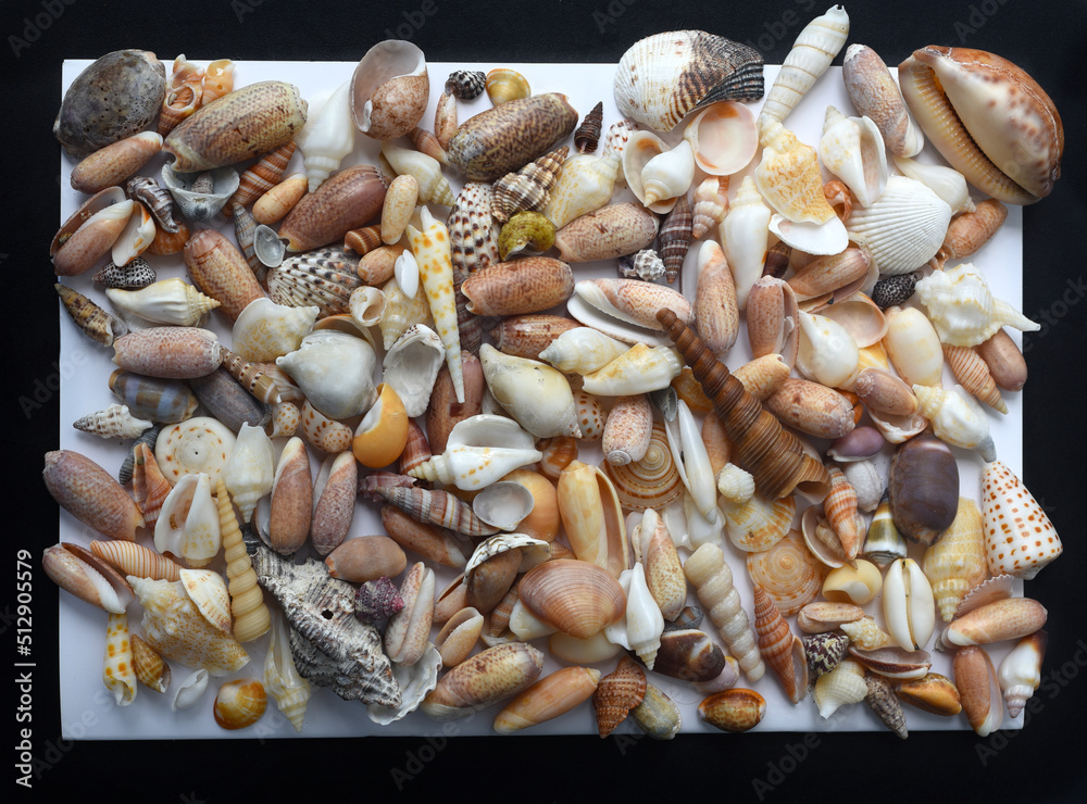 Fototapeta premium Handmade concept frame with tropical seashells