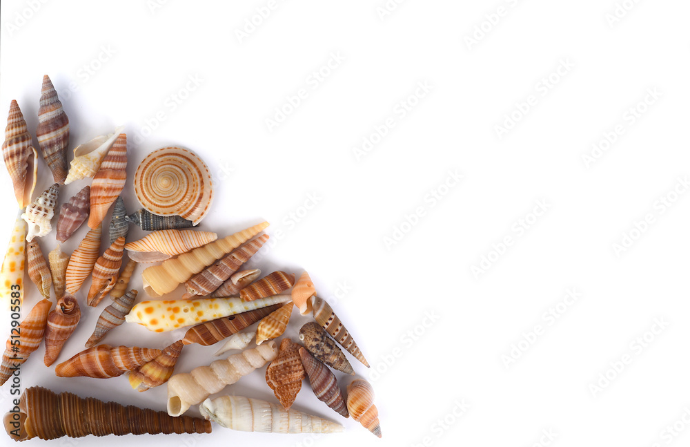 Naklejka premium Tropical seashells on white background