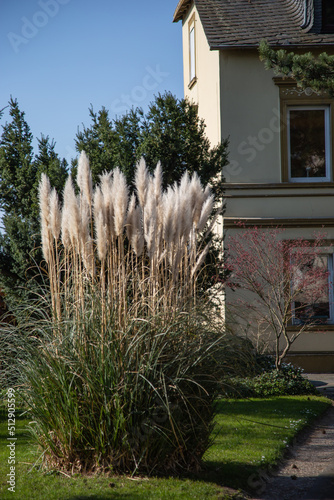 Pampas grass (Cortaderia selloana) in front yard photo