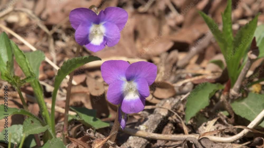 Closeup of Common Blue Violets in their natural habitat Closeup of Common Blue Violets in their natural habitat
