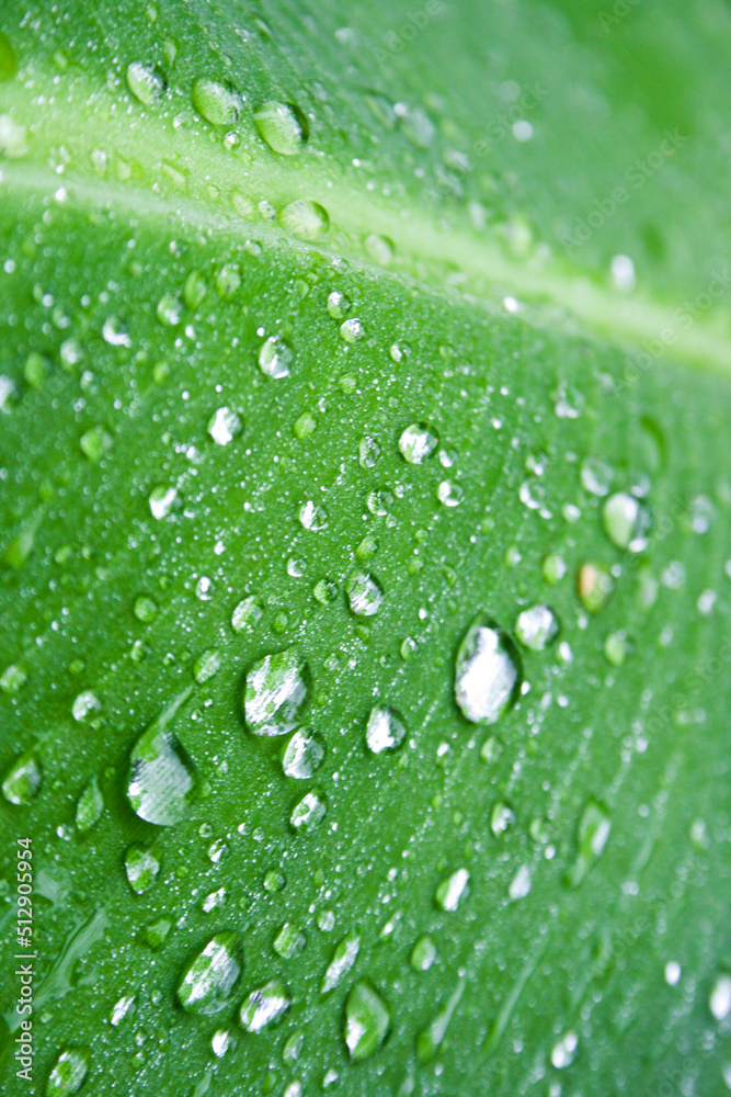  droup water on the leaves banana in farm Thailand.