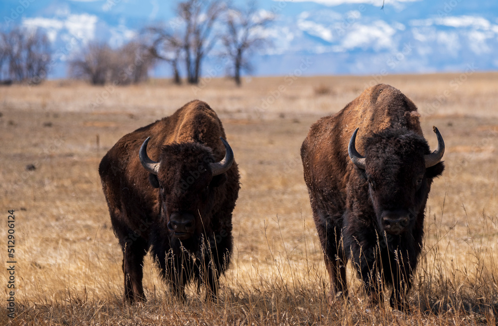 Two Bison